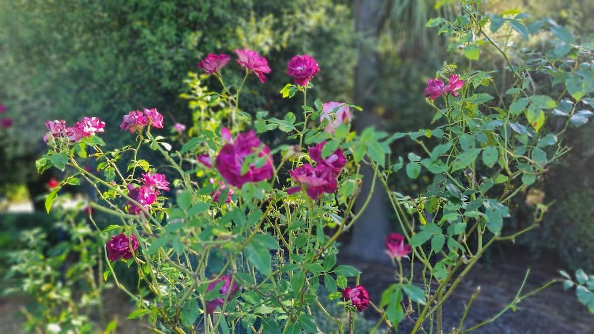 Bidwills Gem Villa Greytown Exterior foto